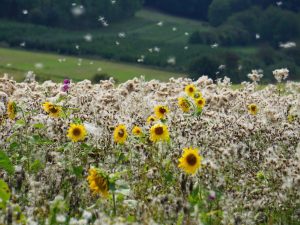 Vereinzelte blühende Sonnenblumen, dahinter viele Disteln mit reifen Samenständen, einige Samen fliegen in der Luft