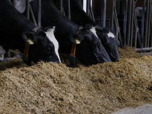 3 fressende Rinder in einem Stall