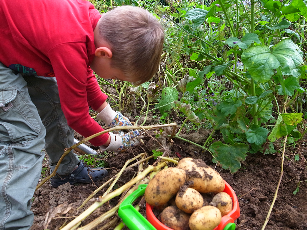 In einem Beet steht gebückt ein blondes Grundschulkind mit rotem Sweatshirt, grüner Arbeitshose und Arbeitshandschuhen. Das Kind gräbt aus dem Boden Kartoffeln aus und sammelt sie in einem roten Spiel-Eimer.