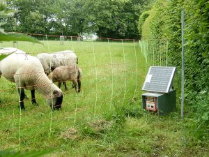 Schafe auf Weide hiner einem Netzzaun