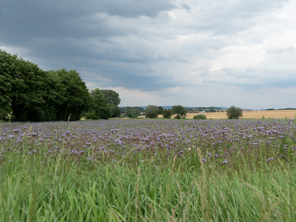 Feld mit blühender Zwischenfrucht Phacelia, im Hintergrund Bäume, es ist stark bewölkt.