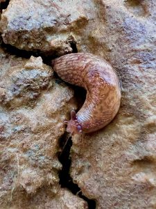 Genetzte Ackerschnecke sucht Unterschlupf in einer schmalen Bodenspalte