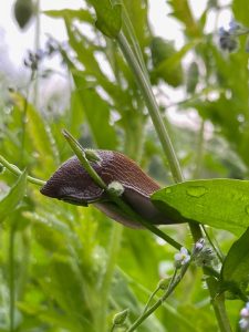 Ausgewachsene rotbraune Gemeine Wegschnecke kriecht in 30 cm Höhe auf einem dünnen Ast des Vergissmeinnicht