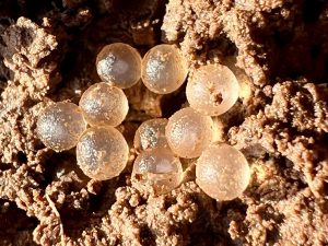 Nahaufnahme von zehn glänzend leuchtenden Schneckeneiern auf dem Erdboden