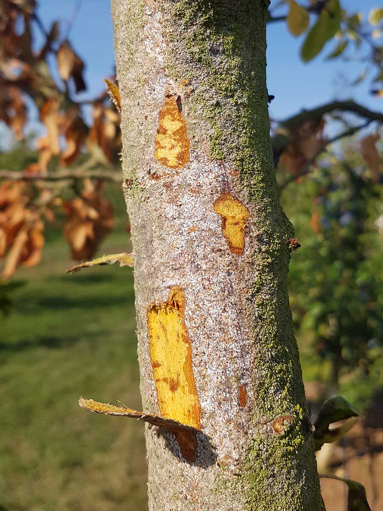 Absterben des Kambiums durch Saugtätigkeit