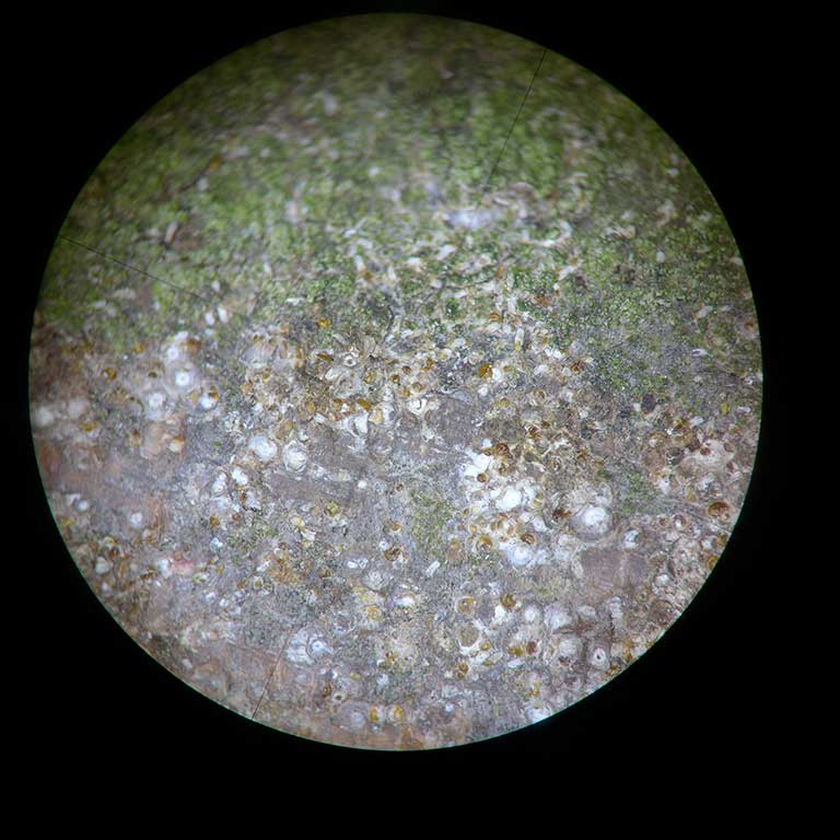 Rote Austernschildlaus
