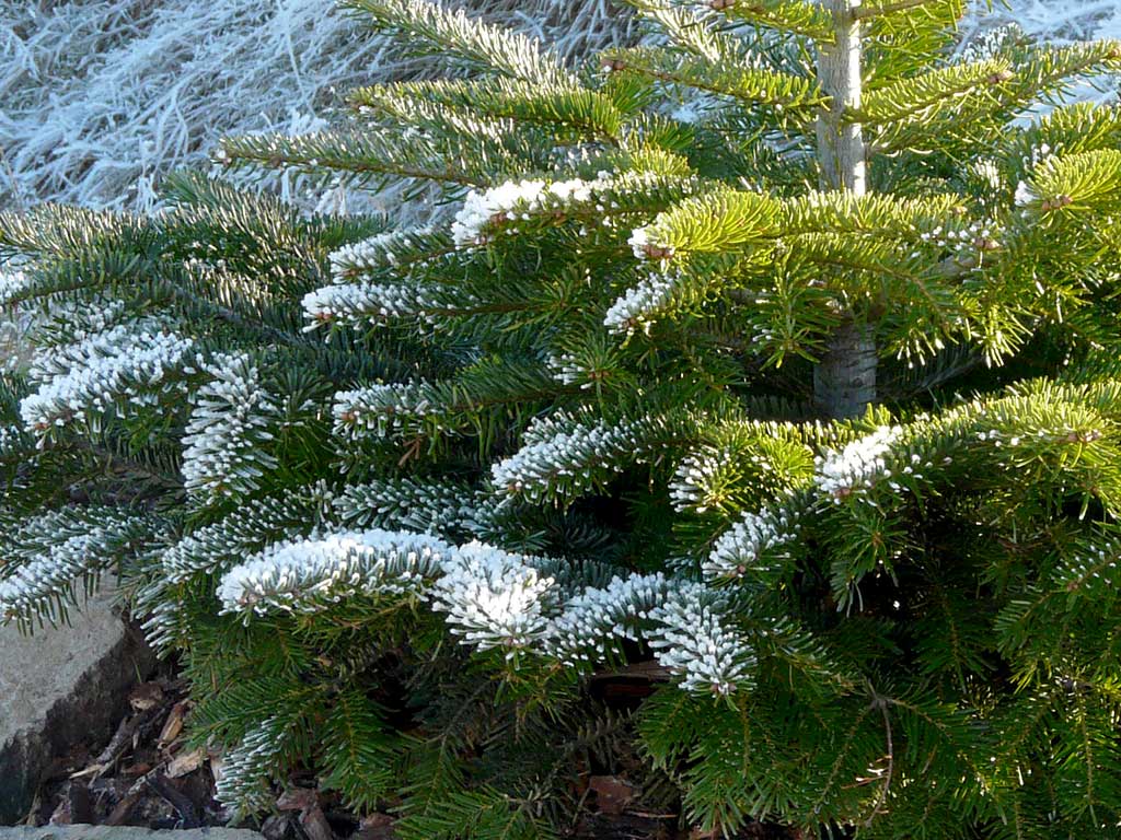 Detailfoto einer Tanne, die etwas mit Schnee bedeckt ist