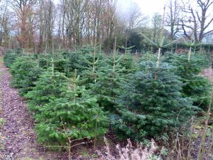 Blick auf eine Weihnachtsbaumplantage mit verschiedenen Tannen; im Hintergrund große Laubbäume