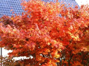 Ahorn mit leuchtend rotem Laub im Herbst