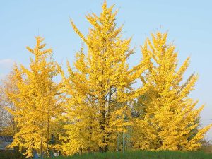 Gingkobäume mit gelbem Laub im Herbst