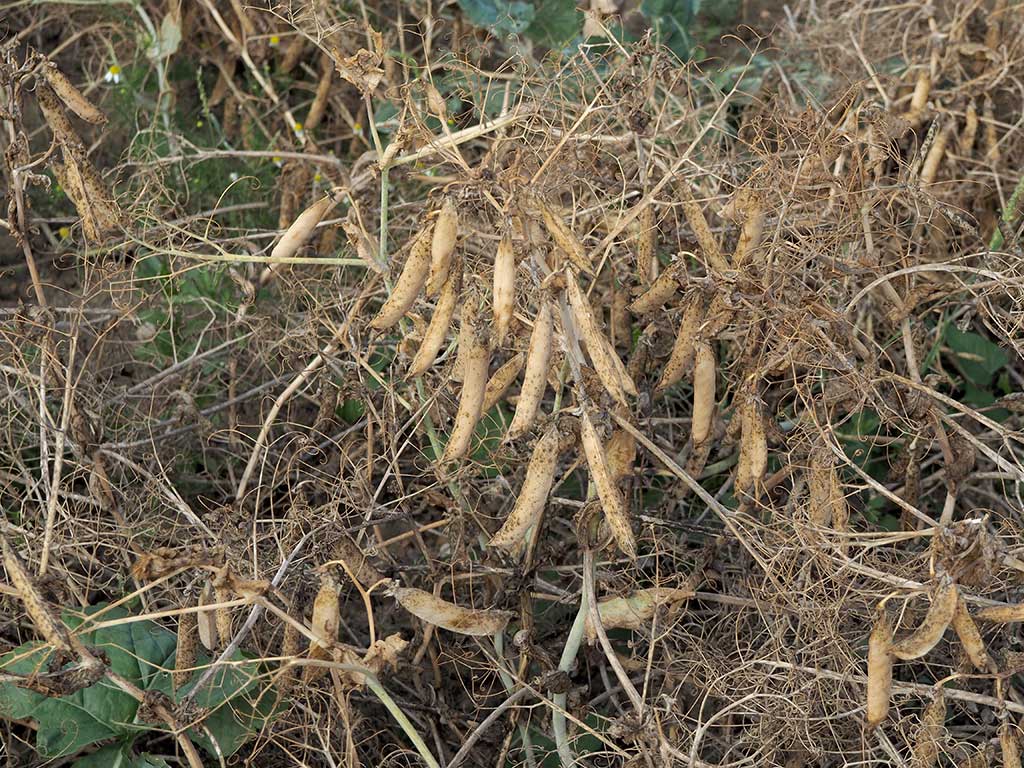 Erbsen, erntereif