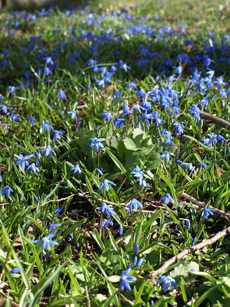 Blausternchen