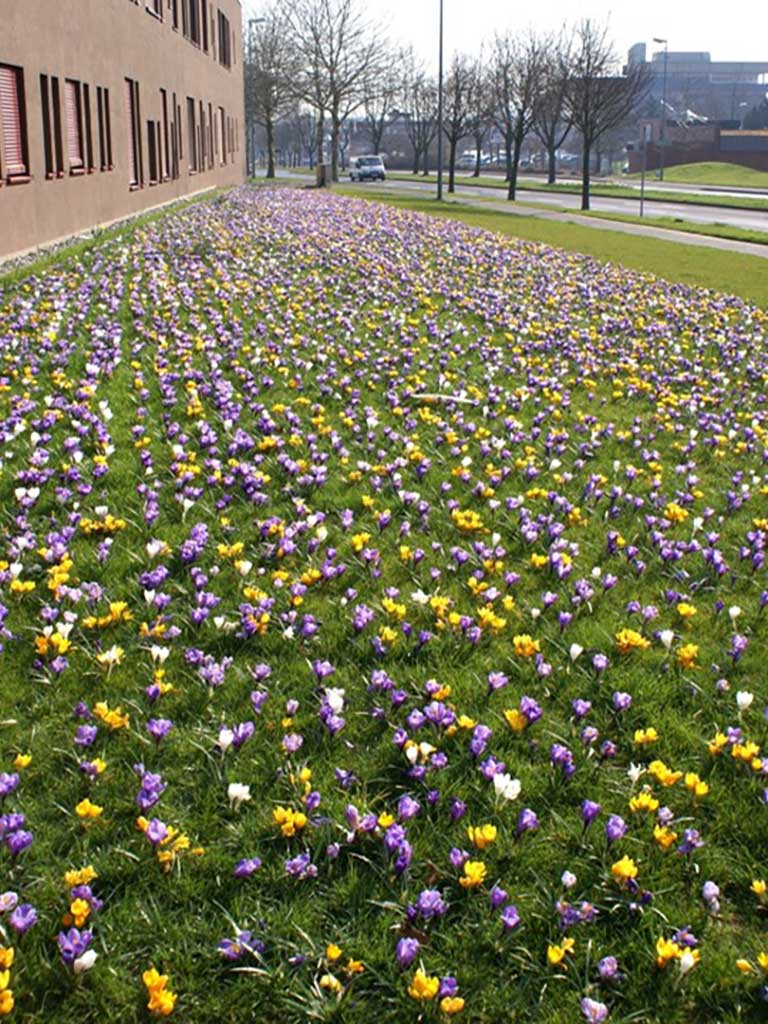lila-, gelb- und weißblühende Krokusse auf einer Wiese vor einem Gebäude
