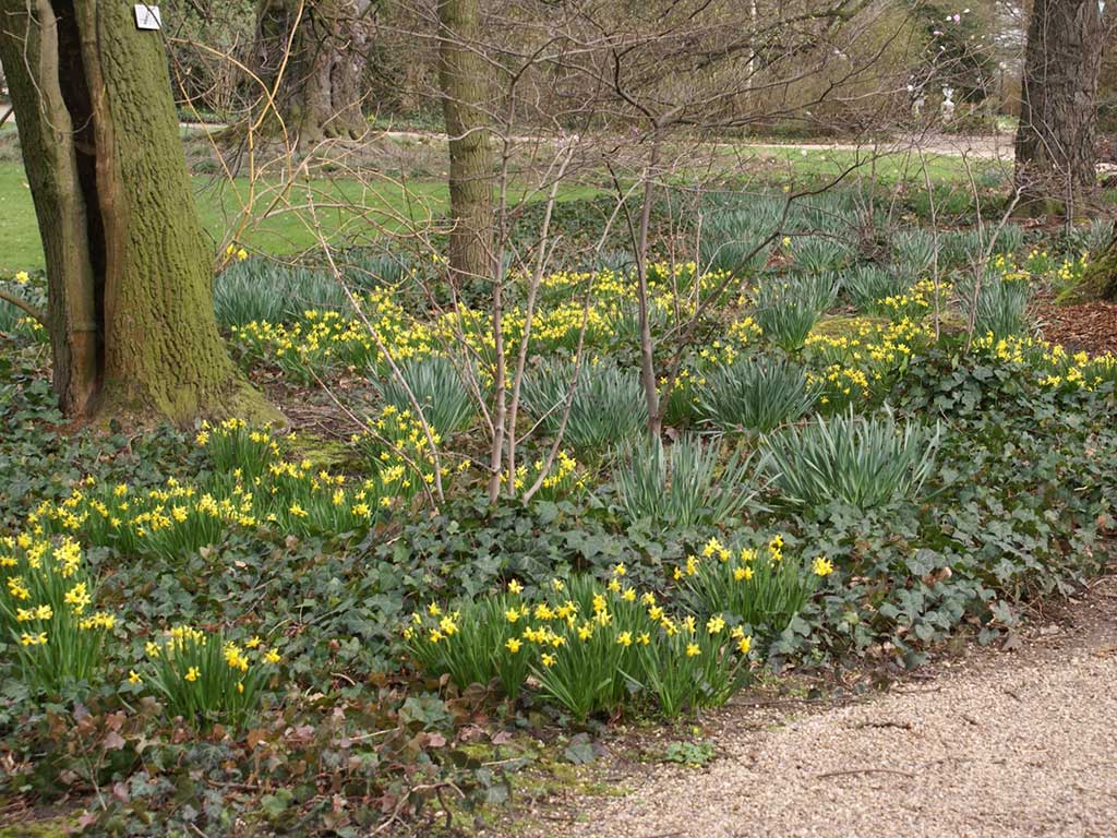 gelb blühende Narzissen unter Bäumen in einem Park