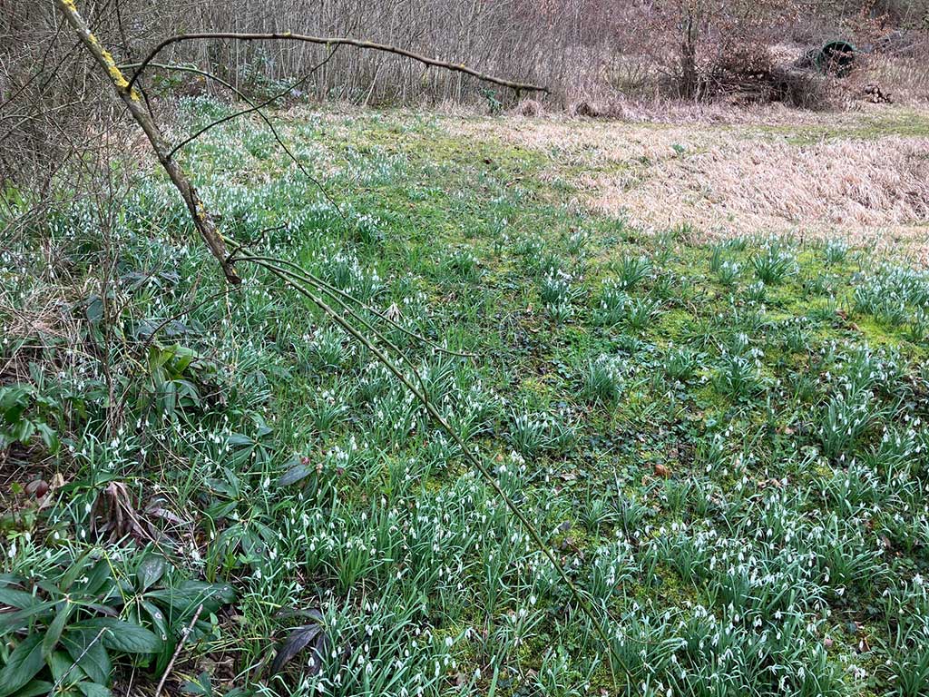 verwilderte Schneeglöckchen auf einer Wiese