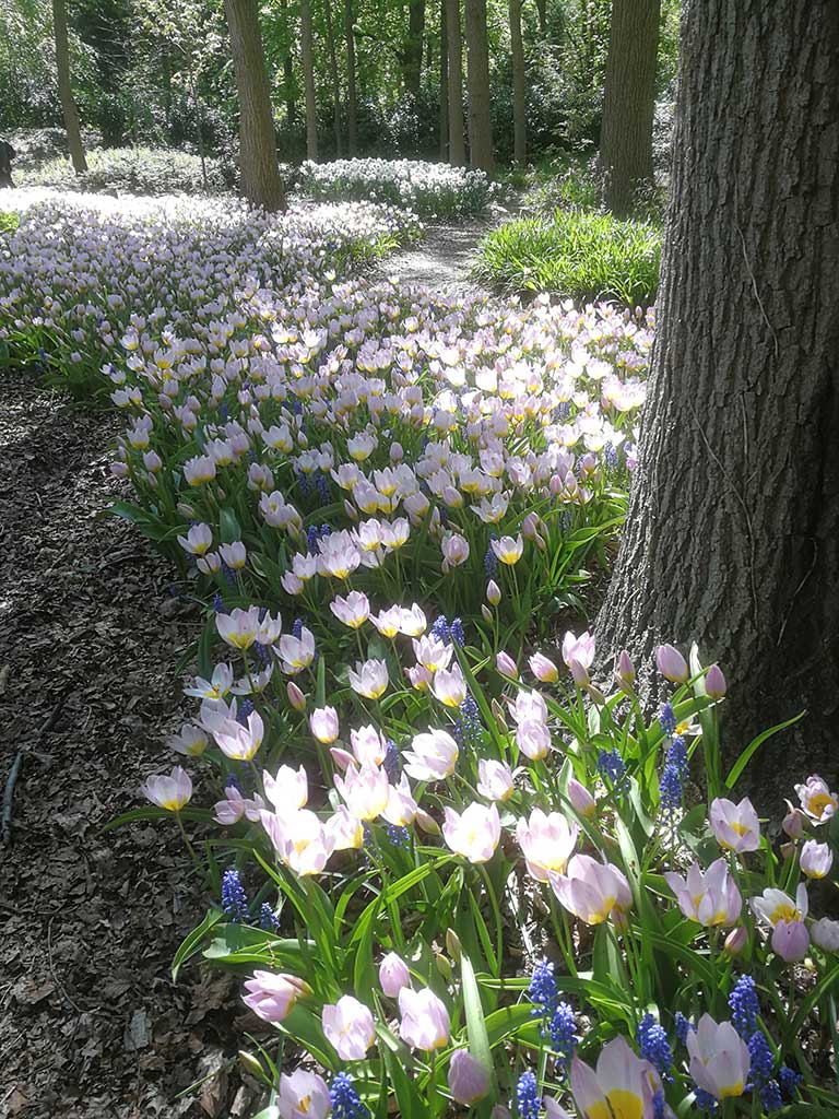 verwilderte hellrosa blühende Tulpen unter Bäumen; dazwischen Traubenhyazinthen