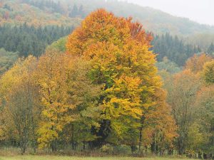 Auf dem Foto ist eine alte Buche mit Herbstfärbung zu sehen.