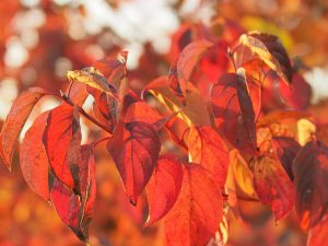 Auf dem Foto ist die leuchtend rote Herbstfärbung des Roten Hartriegels (Cornus sanguinea) zu sehen.