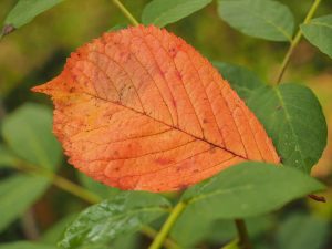 Auf dem Foto ist ein orangefarbenes Kirschblatt zu sehen.