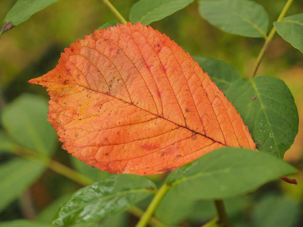 Auf dem Foto ist ein orangefarbenes Kirschblatt zu sehen.