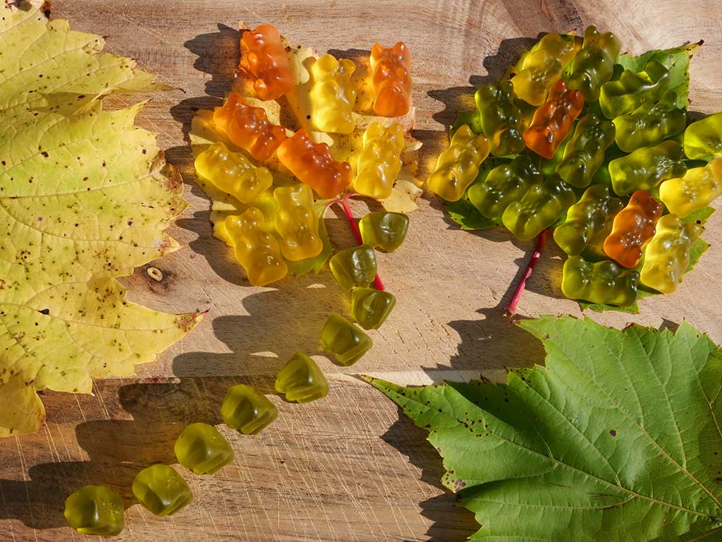 Auf dem Foto sieht man vergleichend in Form von Gummibärchen bei einem grünen und einem gelben Blatt, wie die grünen „Chloris“ aus dem Blatt gezogen werden. Dann werden die noch verbleibenden Farbstoffe, die gelben „Xanthos“ und die orangefarbenen „Carottis“ sichtbar. Das Blatt erscheint also im Herbst gelb bis orange.