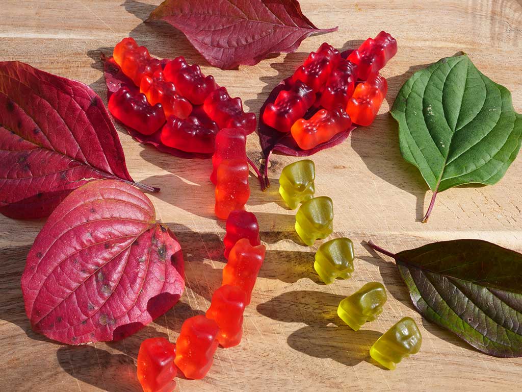 Auf dem Foto sind Blätter des Roten Hartriegels zu sehen, der im Herbst eine besonders rote Färbung hat. Dies liegt an den „Anthos“, die als rote Gummibärchen dargestellt, im Blatt gebildet werden, wenn die grünen „Chloris“ das Blatt verlassen müssen. Die „Anthos“ schützen die Pflanzenzellen vor freien Radikalen.