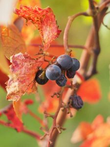 Auf dem Foto ist eine rote Weinrebe mit Trauben zu sehen. Dunkle Früchte enthalten besonders viele gesunde „Anthos“, die auch im menschlichen Körper ihre Schutzfunktion entfalten und daher regelmäßig verzehrt werden sollten.