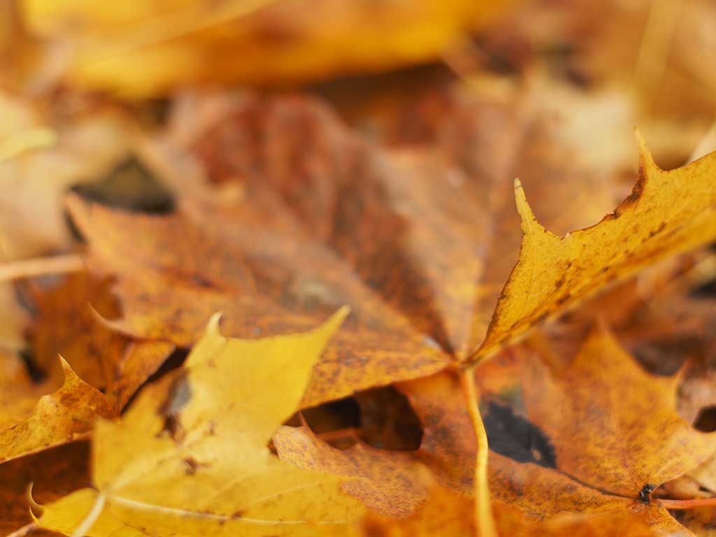 Auf dem Foto ist ein Blatt zu sehen, welches gerade vom Baum fällt