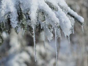 Auf dem Foto ist ein Fichtenzweig mit Schnee- und Eislast zu sehen.