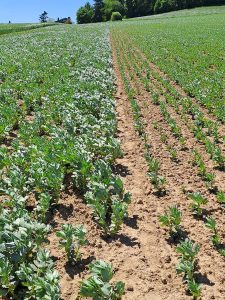 Sortenversuch ko-Winterackerbohnen  Landesbetrieb Landwirtschaft Hessen
