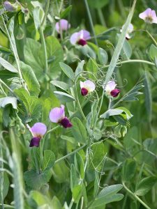 Violet blühende Wintererbse im Gemenge mit Triticale