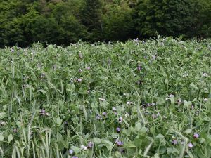 Versuchsfeld mit lilablühenden Wintererbsen; im Bestand sieht man die Ähren von Triticale