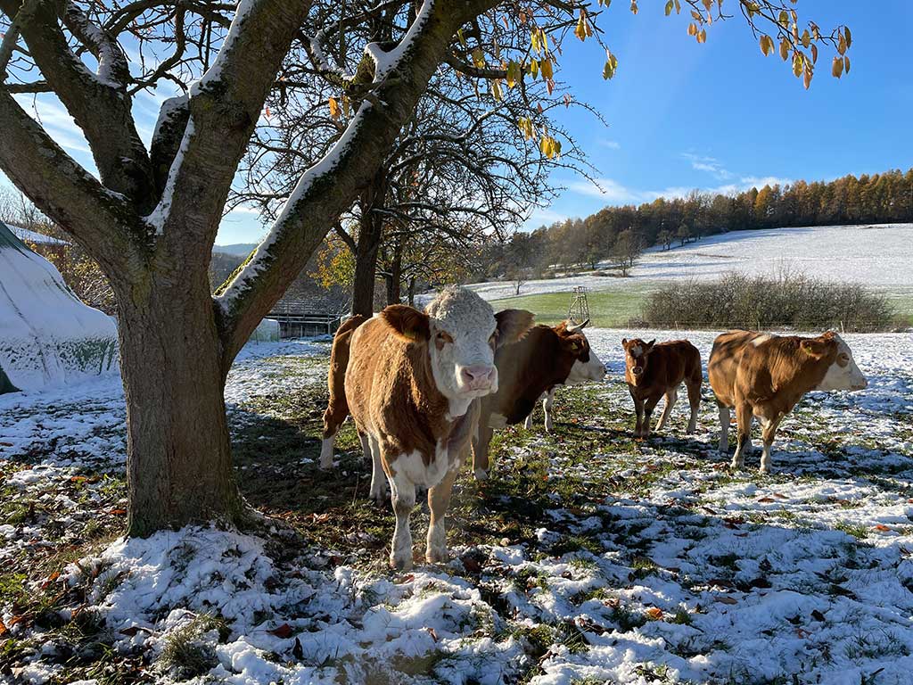 Fleckvieh auf einer leicht verschnieten Weide im Winter