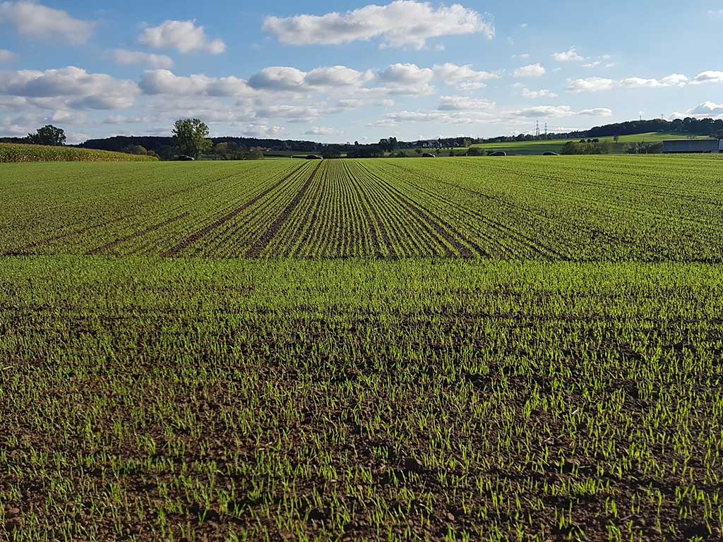 Wintergerstenfeld im Herbst