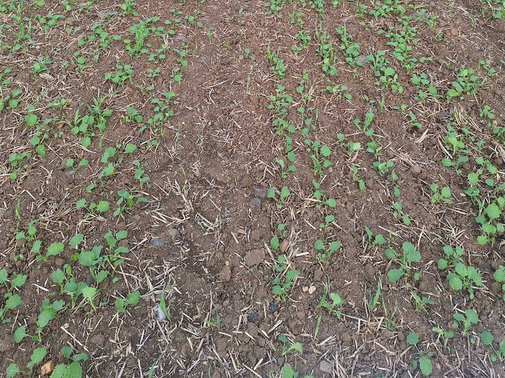 Feld mit Winterraps im Herbst