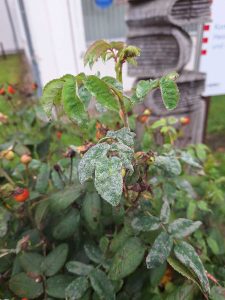 Es ist ein Trieb einer Rose, die bereits Früchte trägt, im Vordergrund zu sehen. Die Blätter sind mit einem weißen, pudrigen Belag bedeckt. Im Hintergrund sieht man unscharf den restlichen Rosenstrauch.