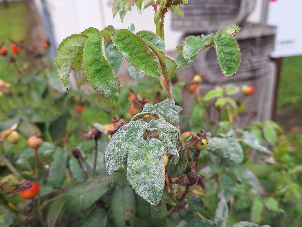 Es ist ein Trieb einer Rose, die bereits Früchte trägt, im Vordergrund zu sehen. Die Blätter sind mit einem weißen, pudrigen Belag bedeckt. Im Hintergrund sieht man unscharf den restlichen Rosenstrauch.