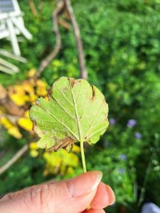 (1) Es ist eine Hand, die ein Blatt einer Weinrebe mit der Rückseite in die Kamera hält, zu sehen. Das Blatt ist hellgrün, hat vertrocknete Ränder und ist größtenteils mit einem pudrigen, weißen Belag bedeckt. Der Hintergrund ist verschwommen.