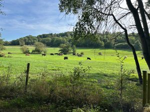 Bilck auf eine Galloway-Herde