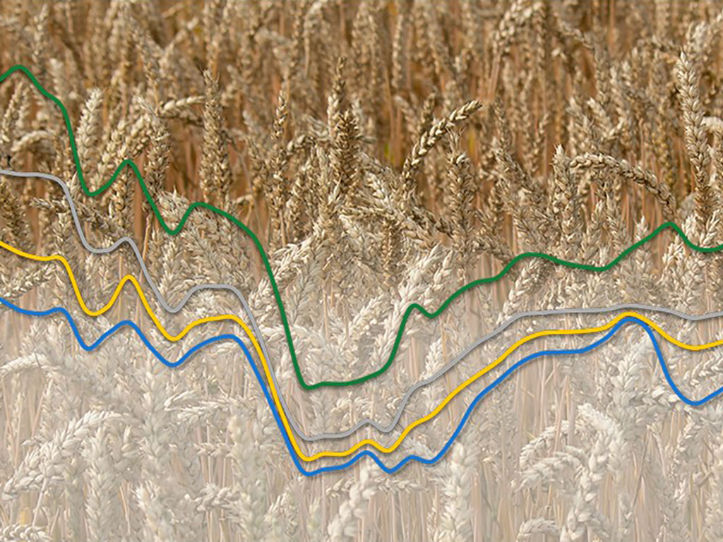 Weizenfeld mit Grafik (Kurven) im Vordergrund