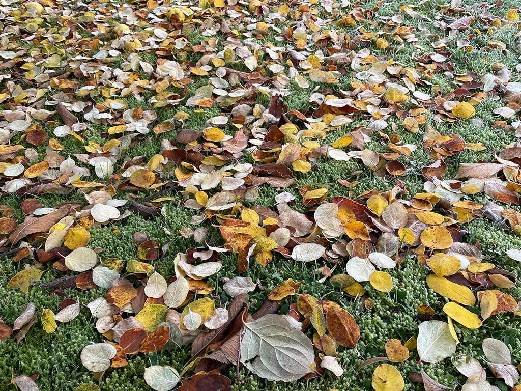 buntes Herbstlaub auf einer Gartenwiese