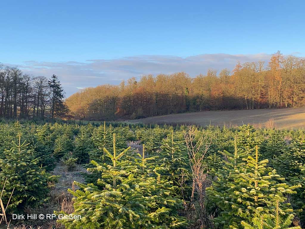 Weihnachtsbaumschonung