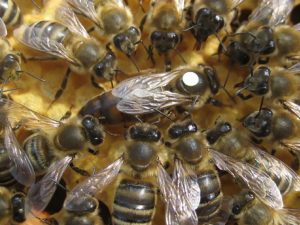 Bienenkönigin mit Hofstaat