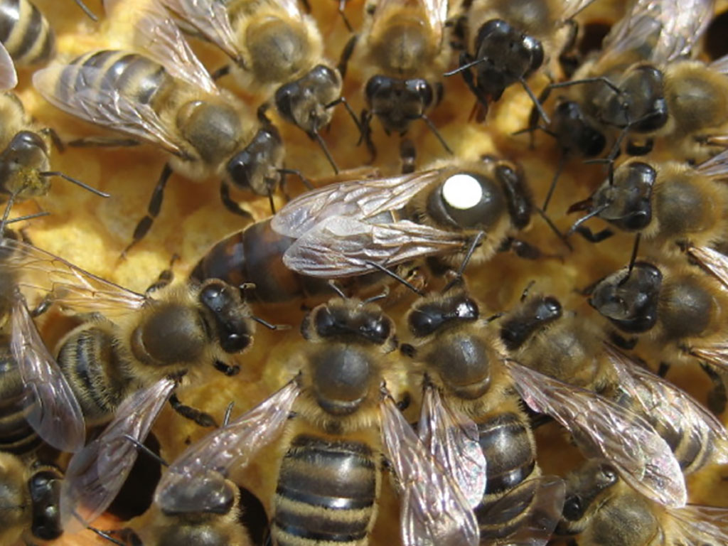 Bienenkönigin mit Hofstaat