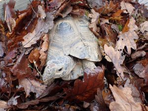 Eine Landschildkröte schaut in ihrer Überwinterungsgrube aus einem Laubhaufen heraus.
