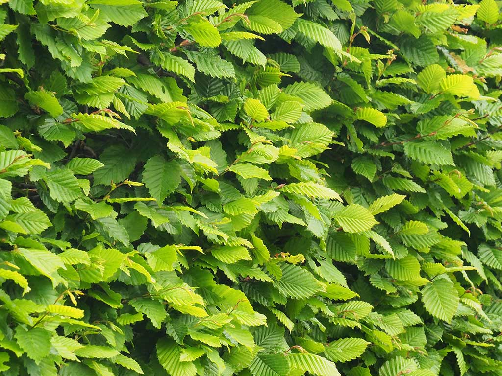 womit thuja düngen Thuja „Brabant“ (40 – 60 cm) als kräftige wurzelware