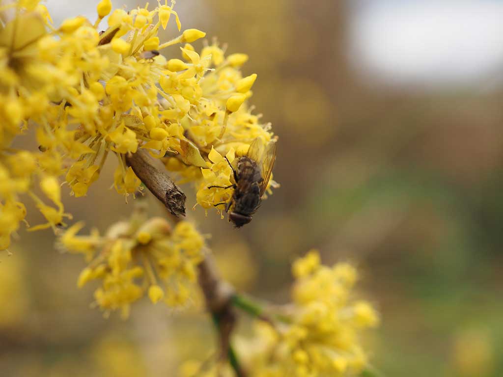 Das Foto zeigt einen Zweig mit vielen gelbe Kornelkirsch-Blüten, darauf sitzend ein Insekt.