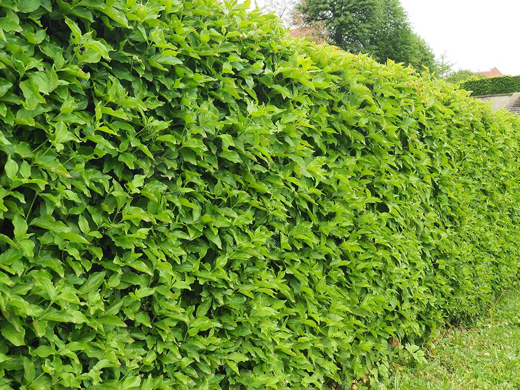 Form-Hecken: Alternativen zu Thuja und Kirschlorbeer  Landesbetrieb  Landwirtschaft Hessen