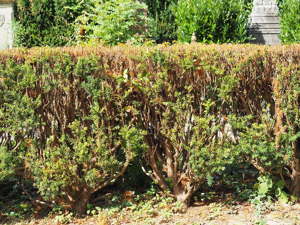 Form-Hecken: Alternativen zu Thuja und Kirschlorbeer  Landesbetrieb  Landwirtschaft Hessen