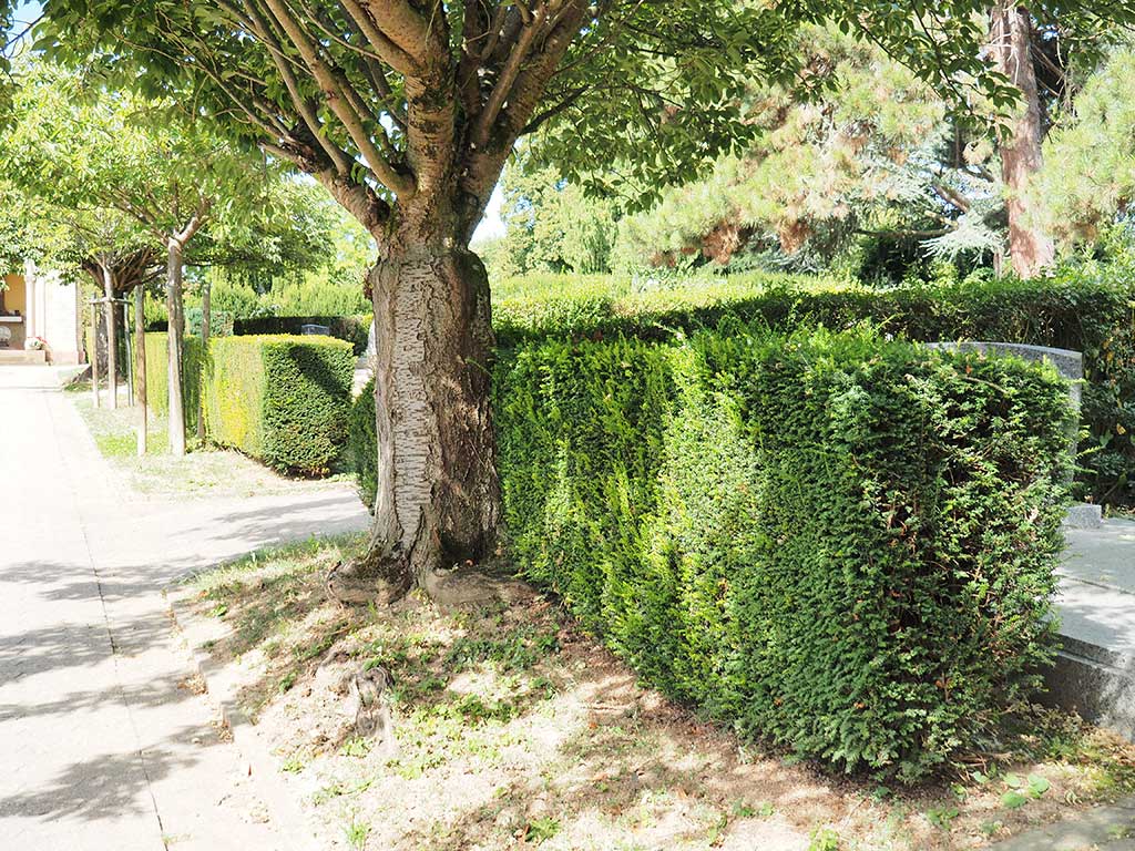 Form-Hecken: Alternativen zu Thuja und Kirschlorbeer  Landesbetrieb  Landwirtschaft Hessen